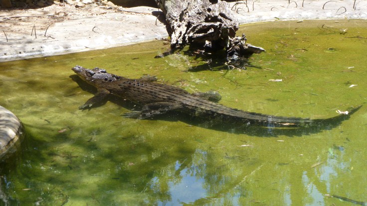 Dreamworld Dec 15 013