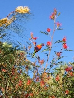 Colours of Queensland